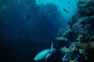 Turtle francesco ungaro nlqqldluDBw unsplash