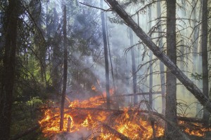 Wildfire landon parenteau YEsxGmZ4wLU unsplash